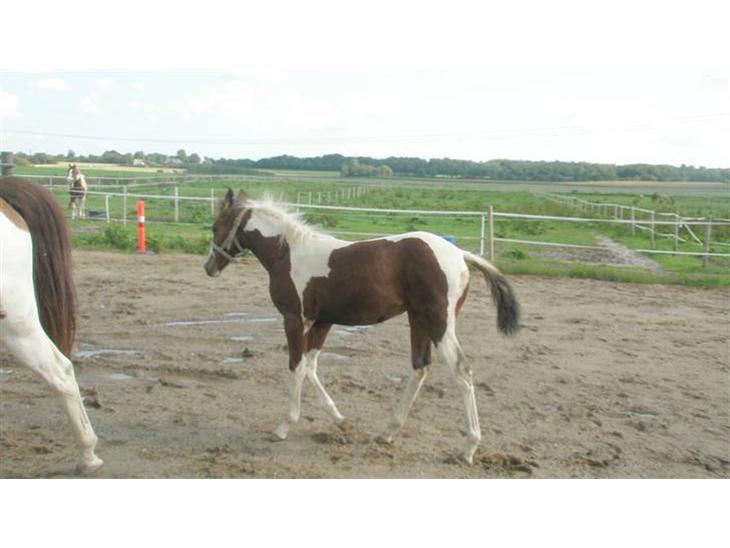 {{currentPhoto.altText}} billede {{currentPhoto.number}}