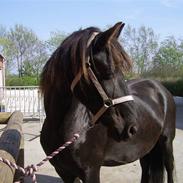 Frieser Riemke Fan ´t Kleaster