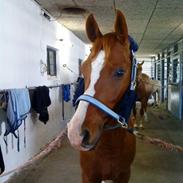 Hollandsk Sportspony Mister ´SOLGT`