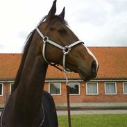 Dansk Varmblod Katz Delight