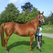 Anden særlig race DIXIE..<3