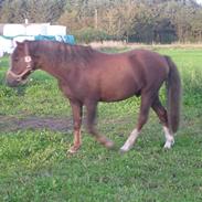New Forest STEGSTEDGAARDS MONTANA NF