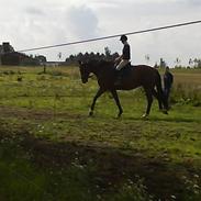 Dansk Varmblod Lupus