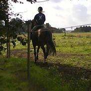 Dansk Varmblod Lupus