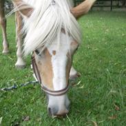 Haflinger Lady