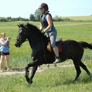 Anden særlig race Pennies From Heaven