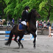 Anden særlig race Pennies From Heaven