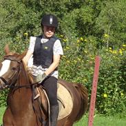 Hollandsk Sportspony Esprit