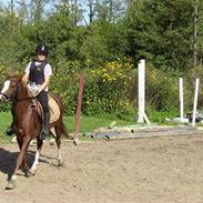 Hollandsk Sportspony Esprit