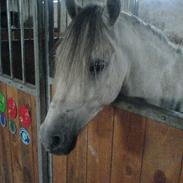 Welsh Pony (sec B) hardy 