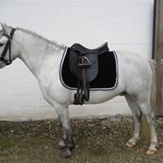 Welsh Pony (sec B) hardy 