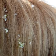 Islænder Depill fra Holmegård 2 