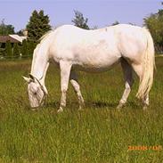 Lipizzaner Conversano Szanzaarri. Himmelhest