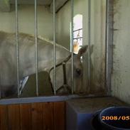 Lipizzaner Conversano Szanzaarri. Himmelhest