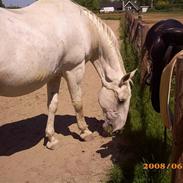 Lipizzaner Conversano Szanzaarri. Himmelhest