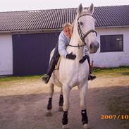 Lipizzaner Conversano Szanzaarri. Himmelhest