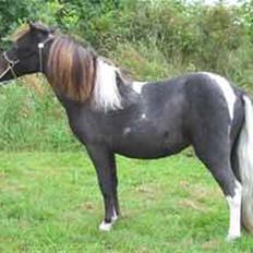 Dansk Miniature Egehøj´s Palermo Picasso