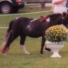 Dansk Miniature Egehøj´s Palermo Picasso