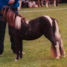 Dansk Miniature Egehøj´s Palermo Picasso