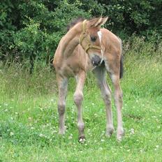 Anden særlig race Ramonas Dodo