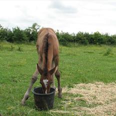 Anden særlig race Ramonas Dodo