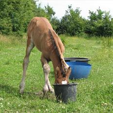 Anden særlig race Ramonas Dodo