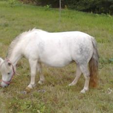 Anden særlig race Cirkeline - SOLGT