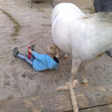 Anden særlig race Cirkeline - SOLGT