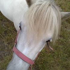 Anden særlig race Cirkeline - SOLGT