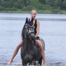 Sportsaraber (A) Makong The King R.I.P