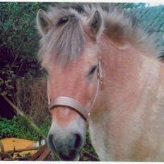Fjordhest Robin