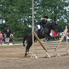 Tysk Sportspony Petit Cyrenaika solgt