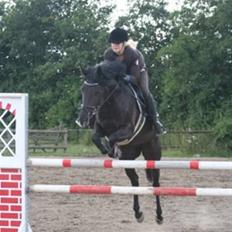 Tysk Sportspony Petit Cyrenaika solgt