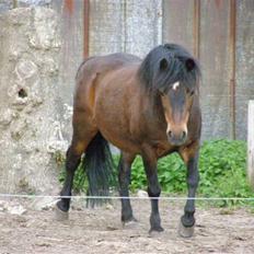 Anden særlig race Dominic