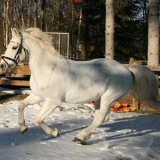 Connemara Marskenkols Mc Cormick