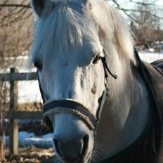 Connemara Marskenkols Mc Cormick