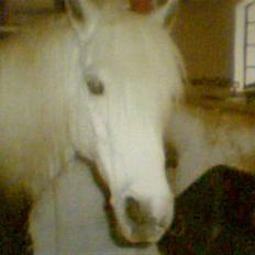 Anden særlig race Shah Noir's Shana bey