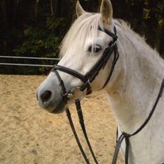 Anden særlig race Shah Noir's Shana bey