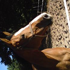 Dansk Varmblod Evita (aflivet)