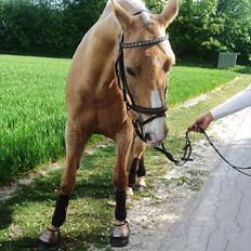 Palomino Semper Fidelis Blue