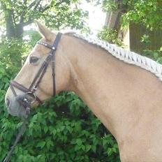 Palomino Semper Fidelis Blue