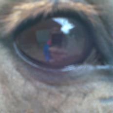 Islænder Svala fra Bonderup