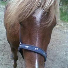 Islænder Svala fra Bonderup