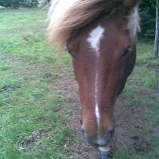 Islænder Svala fra Bonderup