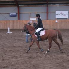 Hollandsk Sportspony Bauke - aflivet s':