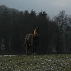 Hollandsk Sportspony Bauke - aflivet s':