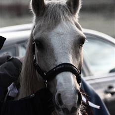 Irsk Sportspony Triple Gold(: 