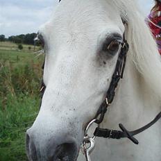 Anden særlig race Prins Kaj