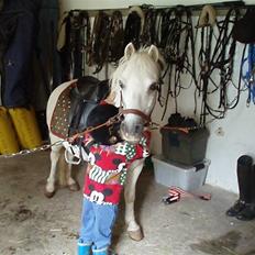 Anden særlig race Prins Kaj