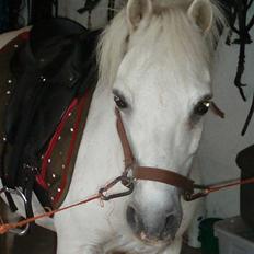 Anden særlig race Prins Kaj